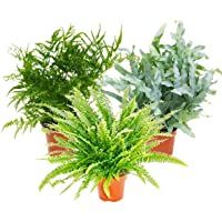 Los mejores  - Fern mix- set of 3- 17cm Pot